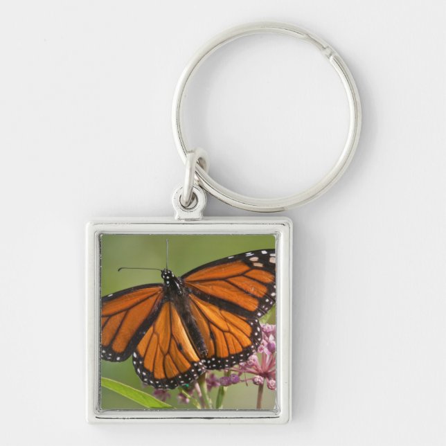 Porte-clés Papillon monarque mâle sur Asclépiade incarnate (Devant)