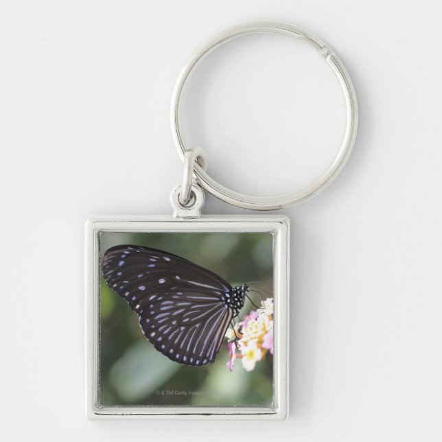 Porte-clés Papillon noir et bleu sur la fleur (Devant)