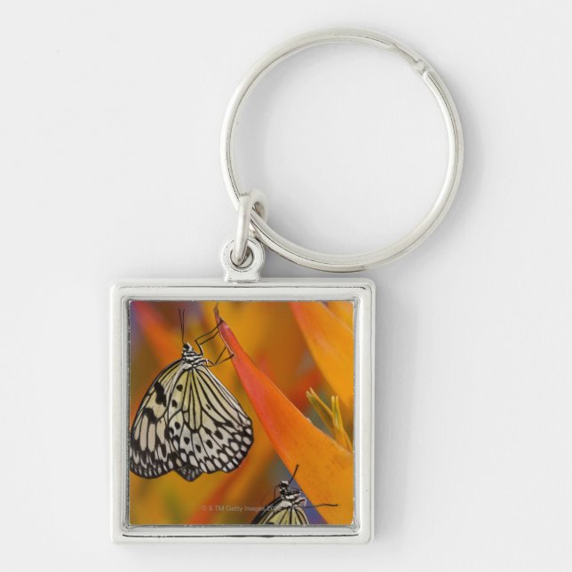 Porte-clés Papillons de papier de cerf-volant (leuconoe (Devant)