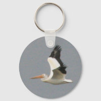 Pélican blanc américain
