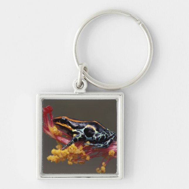 Porte-clés Pérou, Forêt tropicale péruvienne. Grenouille flèc (Devant)
