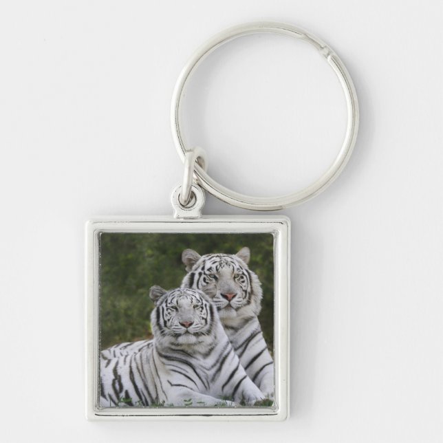 Porte-clés phase blanche, Tigre du Bengale, Tigris (Devant)