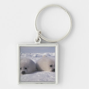 Porte-clés Phoque du Groenland (Phoca groenlandica) Gropes de