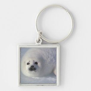 Porte-clés Phoque du Groenland (Phoca groenlandica) Un harpe