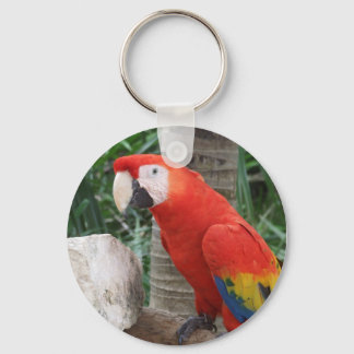 Porte-clés Photographie de Scarlet Macaw