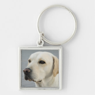 Porte-clés Photographie d'or de labrador retriever