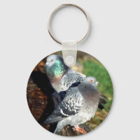 Pigeons Day Dream