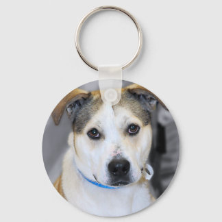 Porte-clés Pitbull de race mixte/Porte - clé jaune du Labrado