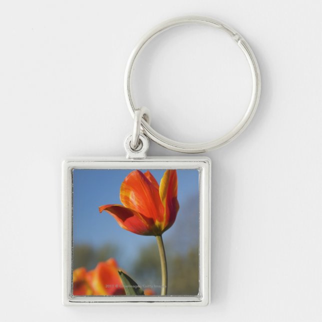 Porte-clés Plan rapproché des fleurs de tulipe (Devant)