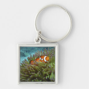 Porte-clés Poisson clown occidental (Amphiprion ocellaris)