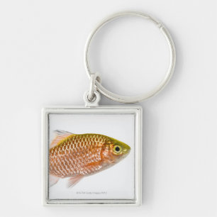 Porte-clés Poissons attrayants de bavure (conchonius de