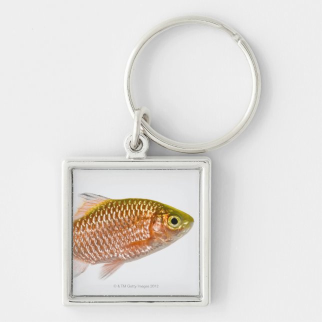 Porte-clés Poissons attrayants de bavure (conchonius de (Devant)