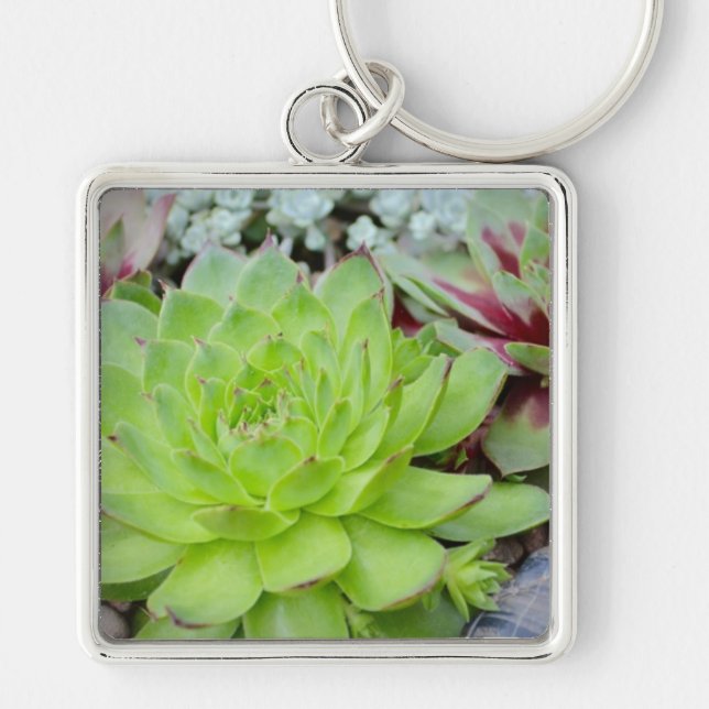 Porte-clés Porte - clé Succulent (Devant)