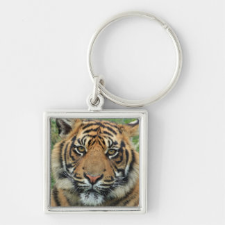 Porte-clés porte clef tigre