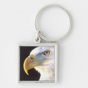 Porte-clés Portrait d'aigle royal, Haliaeetus leucocephalus,