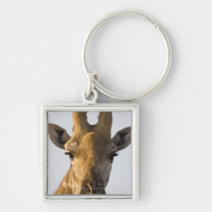 Porte-clés Portrait de girafe (camelopardalis de Giraffa),