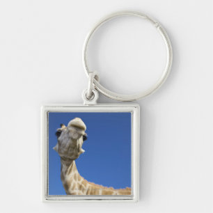 Porte-clés Portrait de girafe (Giraffa Camelopardalis)