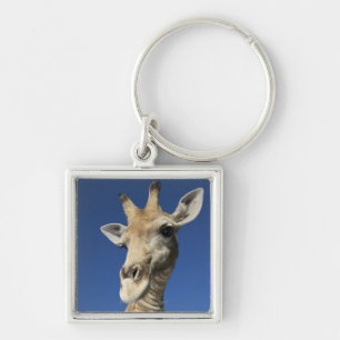 Porte-clés Portrait de girafe (Giraffa Camelopardalis) 2