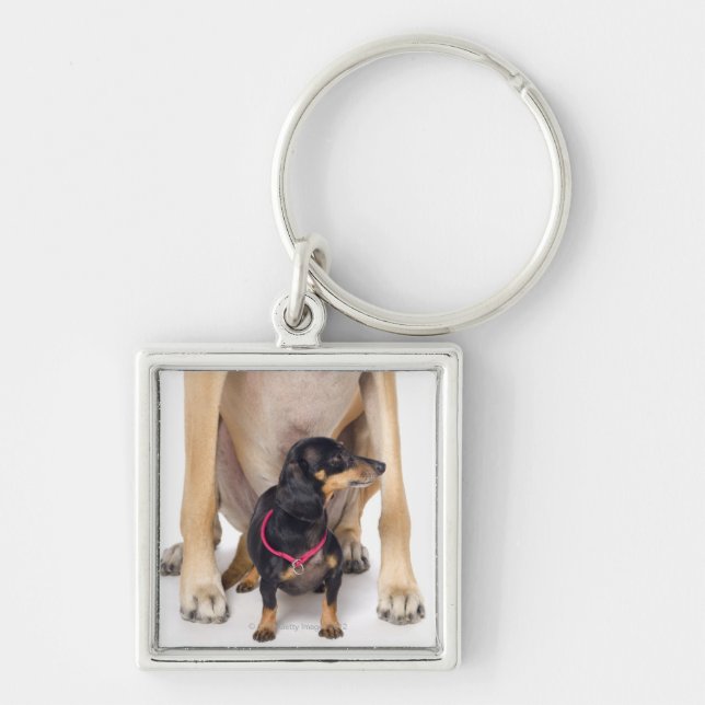 Porte-clés Portrait de great dane et de teckel (Devant)