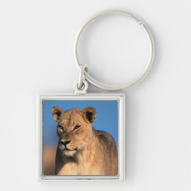 Porte-clés Portrait De Lionne (Panthera Leo) (Devant)