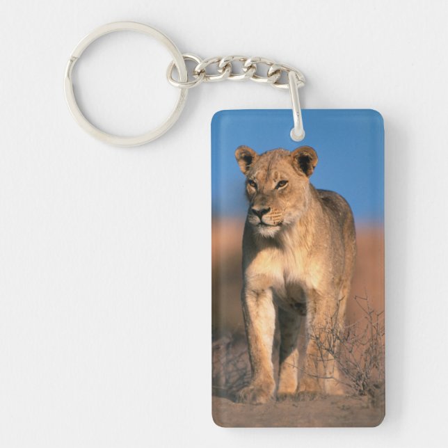 Porte-clés Portrait de lionne (Panthera Leo) (Devant)