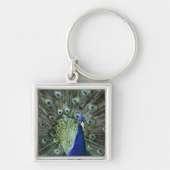 Porte-clés Portrait de paon avec des plumes (Devant)
