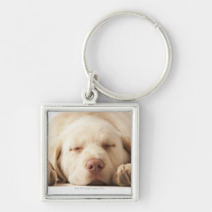 Porte-clés Portrait de studio de labrador retriever jaune