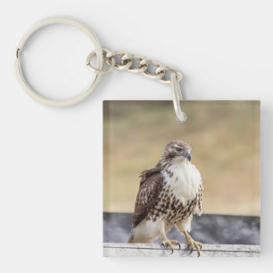 Porte-clés Portrait d'un Hawk à queue rouge immature