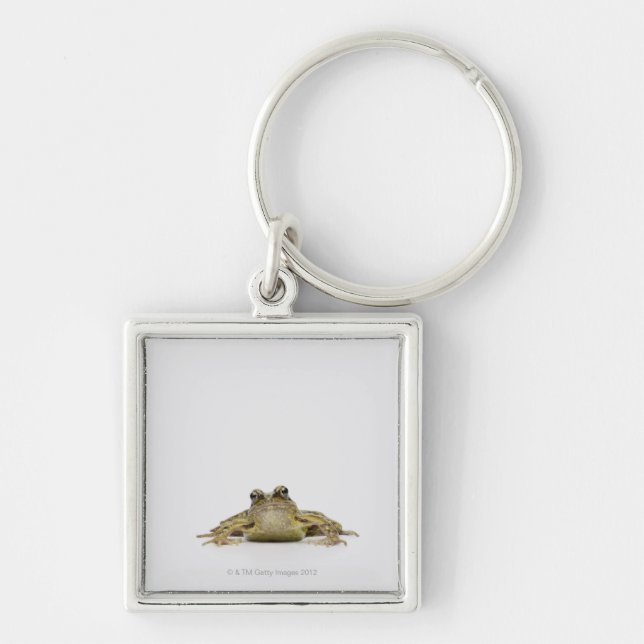 Porte-clés Portrait d'une grenouille dans un studio blanc (Devant)