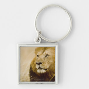 Porte-clés Portrait masculin de lion (Panthera Lion), masai