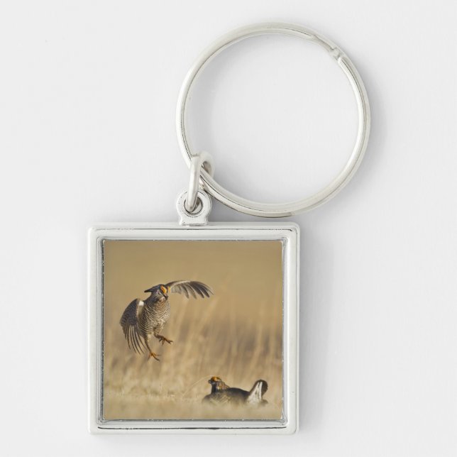 Porte-clés Poulets de prairie mâles à poitrine dans le comté  (Devant)