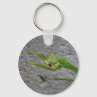Prier le porte - clé Mantis