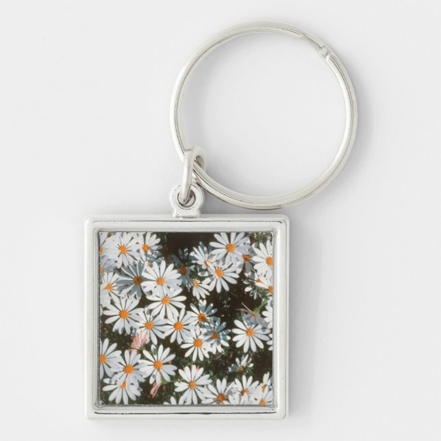 Porte-clés Profusion de marguerites blanches (Asteraceae) (Devant)