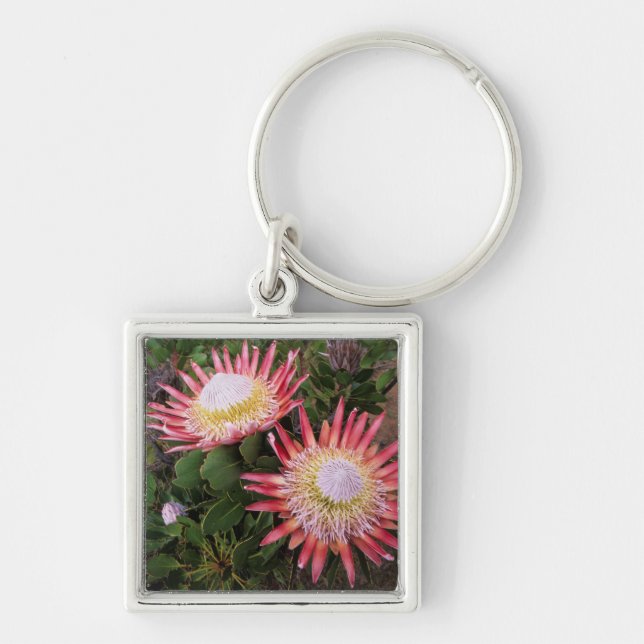 Porte-clés Protéa géant (Protea Cynaroides), Helderberg (Devant)