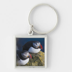 Porte-clés Puffin atlantique (Fratercula arctica) 7