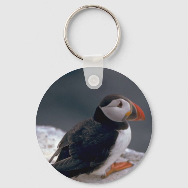 Porte-clés Puffin, Fratercula artica (Recto)