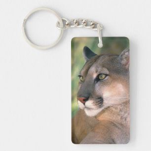 Porte-clés Puma, Californie