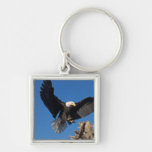 Porte-clés pygargue à tête blanche, Haliaeetus leuccocephalus