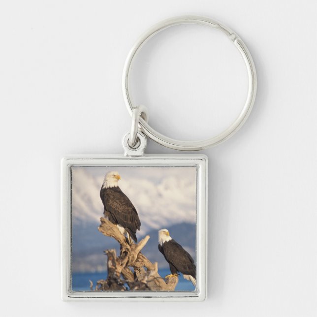 Porte-clés pygargue à tête blanche, Haliaeetus leuccocephalus (Devant)