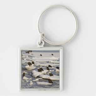 Porte-clés Pygargue à tête blanche, Haliaeetus leucocephalus,