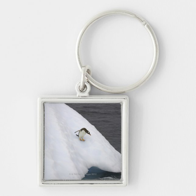 Porte-clés Pygoscelis Papouasie de pingouin de Gentoo) se (Devant)