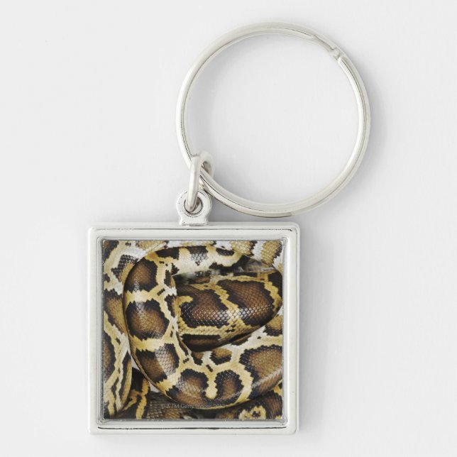 Porte-clés Python birman (Devant)