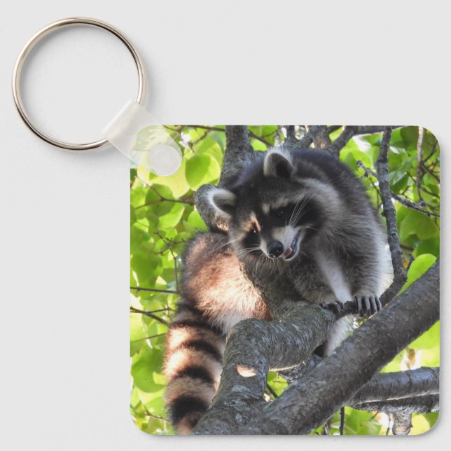 Porte-clés Raccoon dans un arbre (Recto)