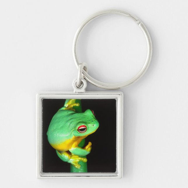 Porte-clés Rainette à yeux rouges australienne, Litoria chlor (Devant)
