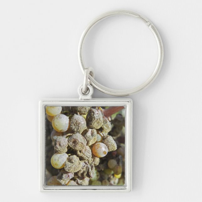 Porte-clés Raisins de Semillon avec pourriture noble. au mome (Devant)