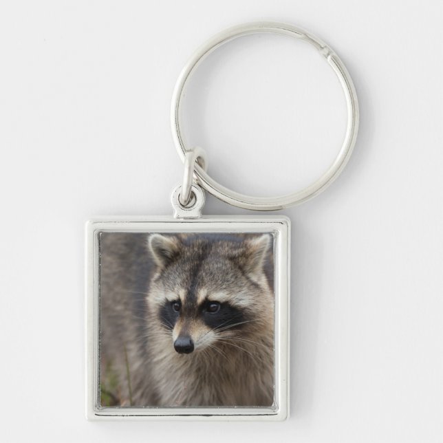 Porte-clés Raton laveur, Procyon lotor, Floride (Devant)