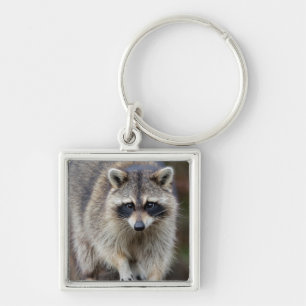 Porte-clés Raton laveur, Procyon lotor, Floride, États-Unis 2