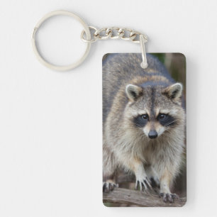 Porte-clés Raton laveur, Procyon lotor, Floride, États-Unis 2