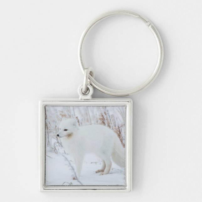 Porte-clés Renard Arctique (Devant)