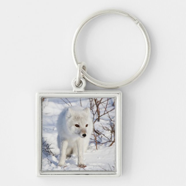 Porte-clés Renard arctique, zone de gestion de la faune de Ch (Devant)